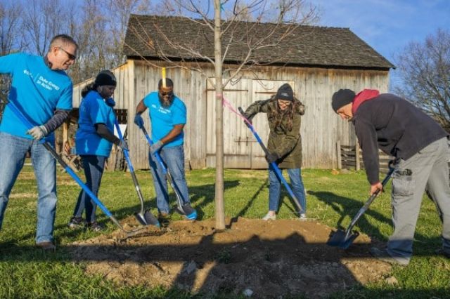 Team planting a tree