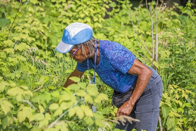 lady working with plants