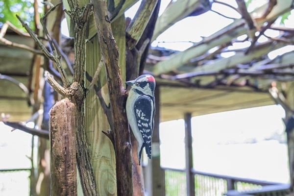 Conner Prairie Announces New Outdoor Exhibit Habitat to Encourage Exploration and Discovery