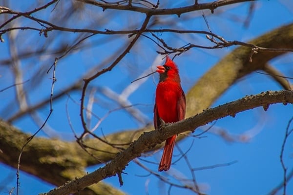 What you need to know about Indiana's first-ever Black Birders Week
