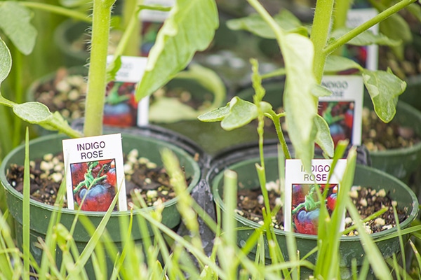 Heirloom plants