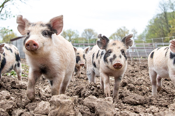 Cute little pigs - love them