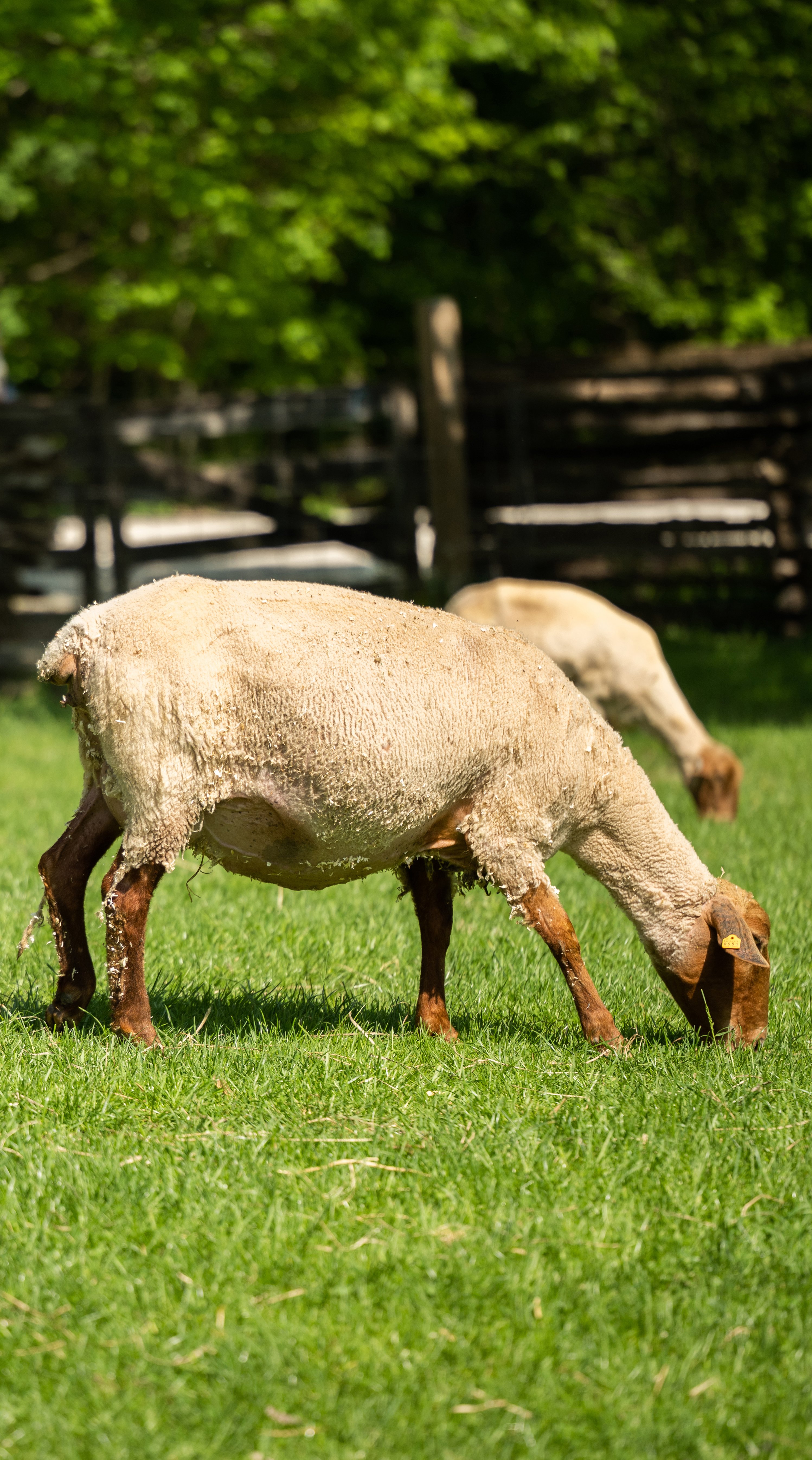 ANIMAL ENCOUNTERS