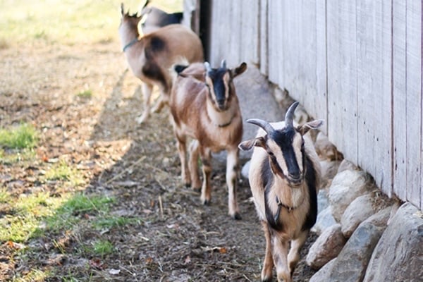 More Than Just a Cute Face: The Impact of Arapawa Goats