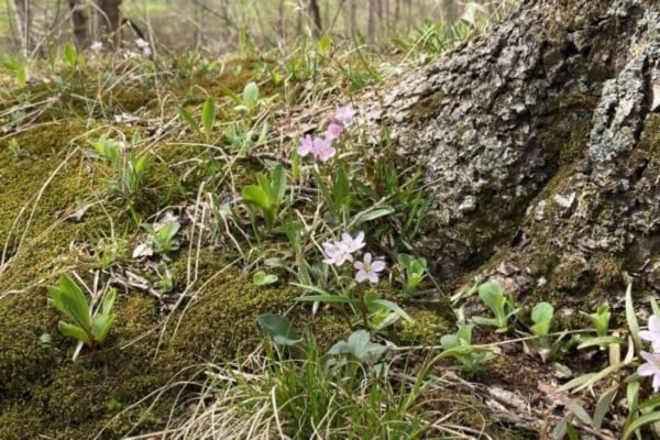 Spending Time in Nature for Mental Health Awareness Month