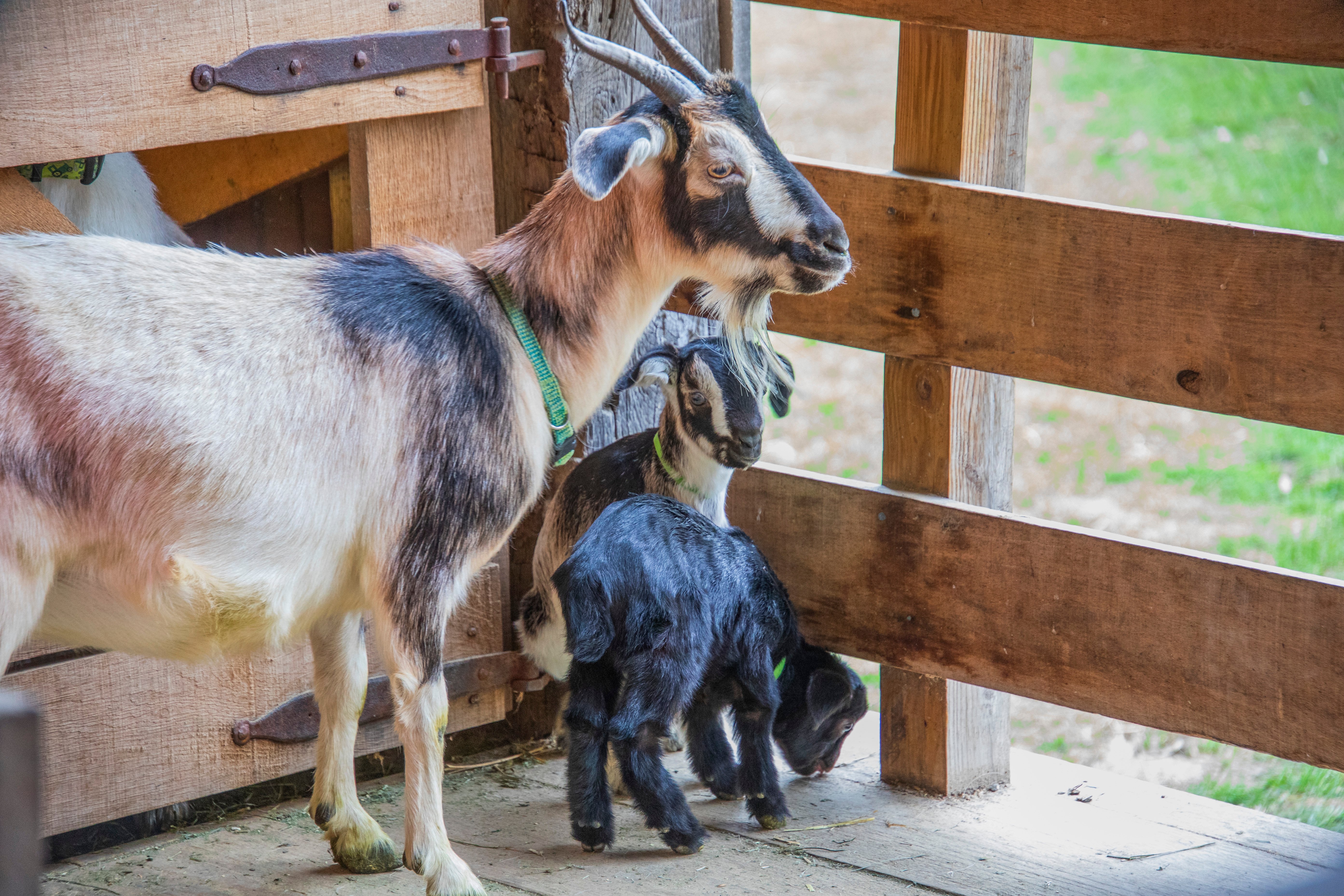 Animal Encounters