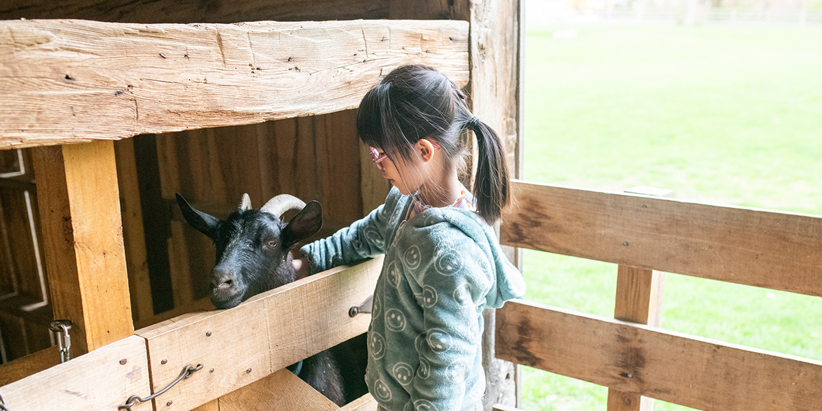 Two boys learning about sheep from a team member