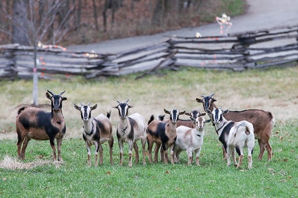 A Decade with the Arapawas: How Rare Goats Found a Home and a Future at Conner Prairie