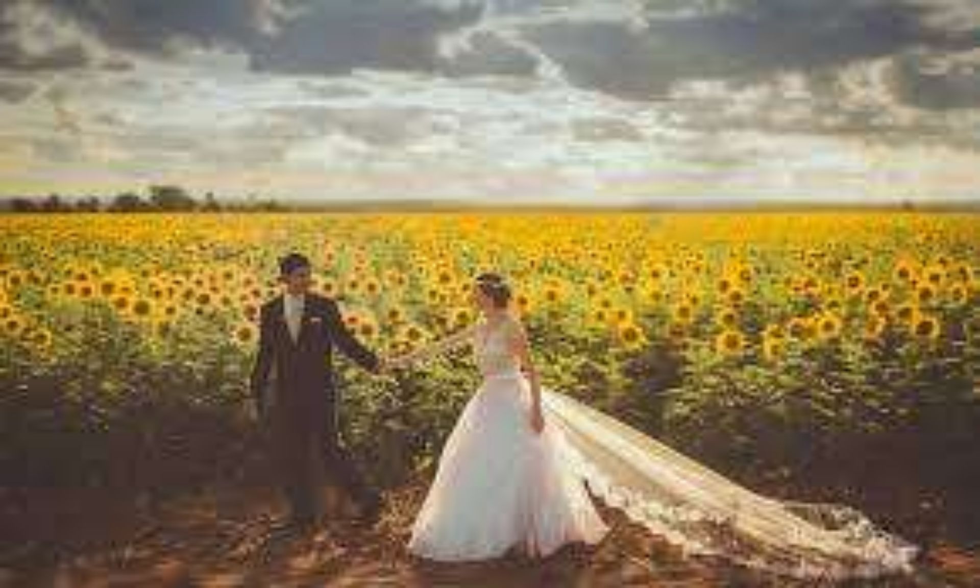 /assets/3053/sunflower_wedding_field-websafe-l.jpg