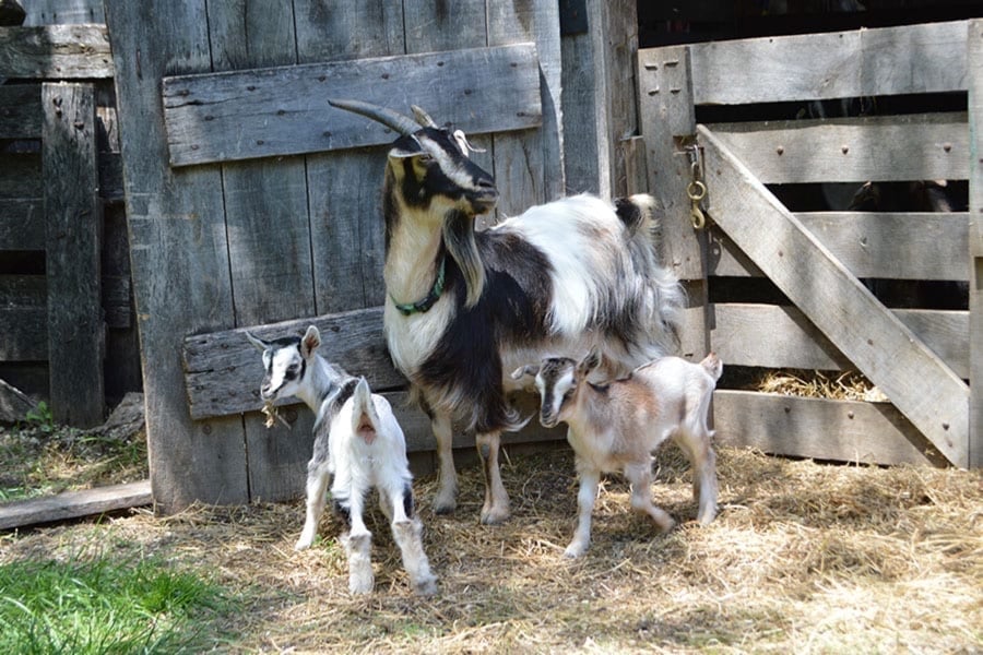3 of world’s rarest breed of goats born at Conner Prairie