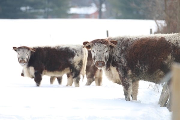Wooly Warmth and Comfy Cattle: Winter on the Prairie