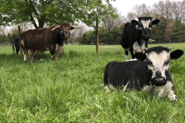 A Passion for Animal Preservation