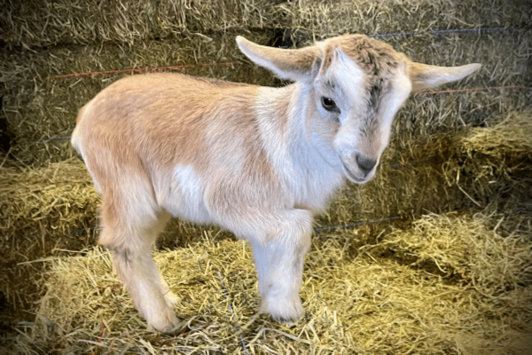 Spend Your Spring Break Exploring at Conner Prairie