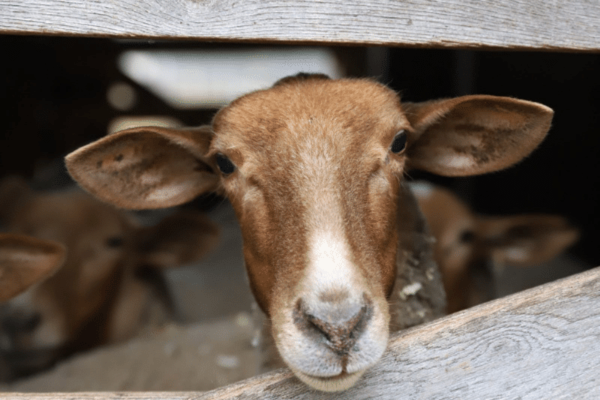 Heritage Breeds: Why Should We Care?