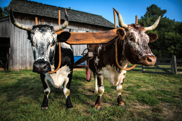 Conner Prairie's Historic Livestock Program is Hero of Heritage Breeds Week